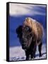 Bison in Yellowstone National Park, Wyoming, USA-Gavriel Jecan-Framed Stretched Canvas