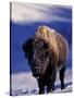 Bison in Yellowstone National Park, Wyoming, USA-Gavriel Jecan-Stretched Canvas