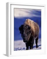 Bison in Yellowstone National Park, Wyoming, USA-Gavriel Jecan-Framed Photographic Print