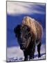 Bison in Yellowstone National Park, Wyoming, USA-Gavriel Jecan-Mounted Photographic Print