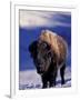 Bison in Yellowstone National Park, Wyoming, USA-Gavriel Jecan-Framed Photographic Print