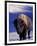 Bison in Yellowstone National Park, Wyoming, USA-Gavriel Jecan-Framed Photographic Print