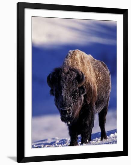 Bison in Yellowstone National Park, Wyoming, USA-Gavriel Jecan-Framed Photographic Print