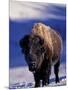 Bison in Yellowstone National Park, Wyoming, USA-Gavriel Jecan-Mounted Photographic Print