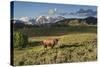 Bison in Yellowstone-Galloimages Online-Stretched Canvas