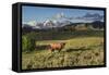 Bison in Yellowstone-Galloimages Online-Framed Stretched Canvas