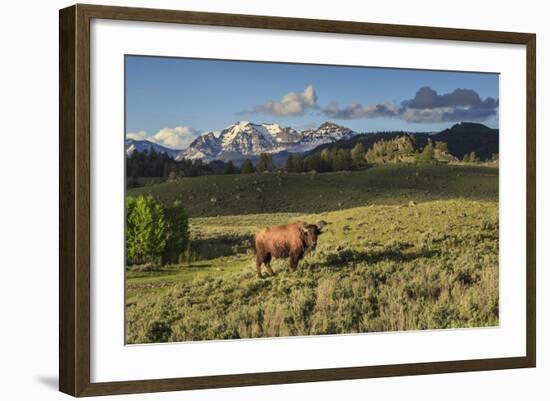 Bison in Yellowstone-Galloimages Online-Framed Photographic Print