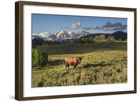 Bison in Yellowstone-Galloimages Online-Framed Photographic Print