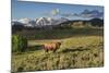 Bison in Yellowstone-Galloimages Online-Mounted Photographic Print