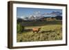 Bison in Yellowstone-Galloimages Online-Framed Photographic Print