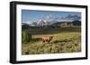 Bison in Yellowstone-Galloimages Online-Framed Photographic Print