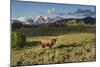 Bison in Yellowstone-Galloimages Online-Mounted Photographic Print