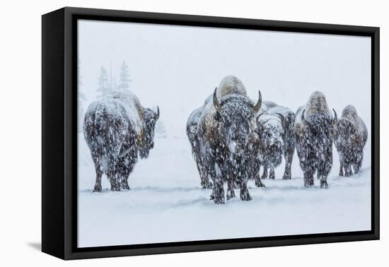 Bison in Yellowstonre National Park-Art Wolfe-Framed Stretched Canvas