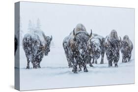 Bison in Yellowstonre National Park-Art Wolfe-Stretched Canvas