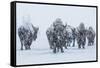 Bison in Yellowstonre National Park-Art Wolfe-Framed Stretched Canvas