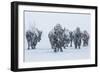 Bison in Yellowstonre National Park-Art Wolfe-Framed Photographic Print