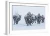 Bison in Yellowstonre National Park-Art Wolfe-Framed Photographic Print