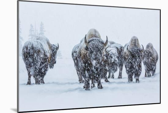 Bison in Yellowstonre National Park-Art Wolfe-Mounted Photographic Print