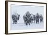 Bison in Yellowstonre National Park-Art Wolfe-Framed Photographic Print