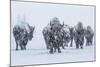 Bison in Yellowstonre National Park-Art Wolfe-Mounted Photographic Print