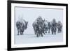 Bison in Yellowstonre National Park-Art Wolfe-Framed Photographic Print