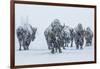 Bison in Yellowstonre National Park-Art Wolfe-Framed Photographic Print