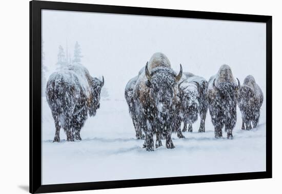 Bison in Yellowstonre National Park-Art Wolfe-Framed Photographic Print