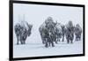 Bison in Yellowstonre National Park-Art Wolfe-Framed Photographic Print