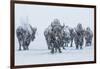 Bison in Yellowstonre National Park-Art Wolfe-Framed Premium Photographic Print