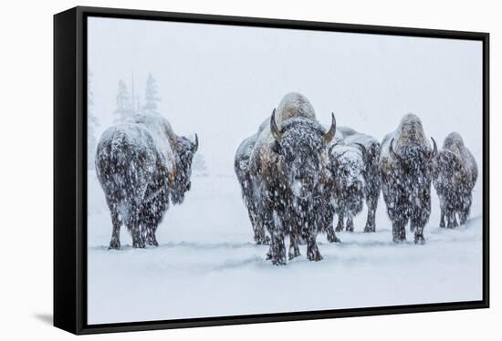 Bison in Yellowstonre National Park-Art Wolfe-Framed Stretched Canvas