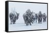 Bison in Yellowstonre National Park-Art Wolfe-Framed Stretched Canvas