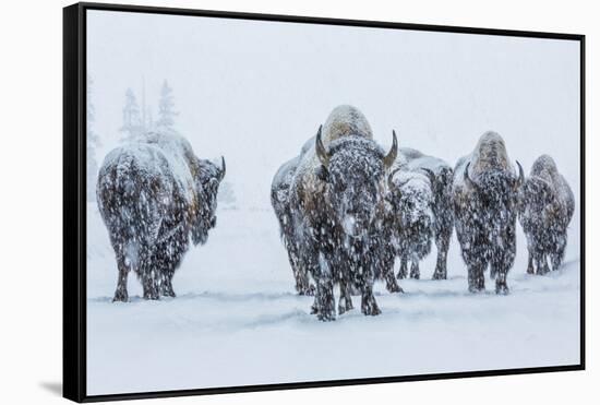 Bison in Yellowstonre National Park-Art Wolfe-Framed Stretched Canvas