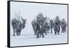 Bison in Yellowstonre National Park-Art Wolfe-Framed Stretched Canvas