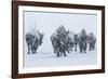 Bison in Yellowstonre National Park-Art Wolfe-Framed Photographic Print