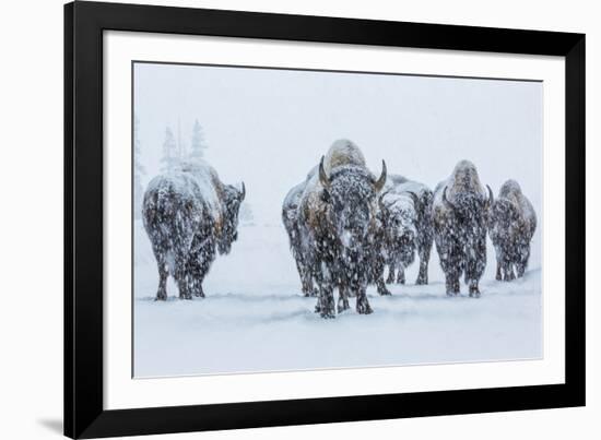 Bison in Yellowstonre National Park-Art Wolfe-Framed Photographic Print