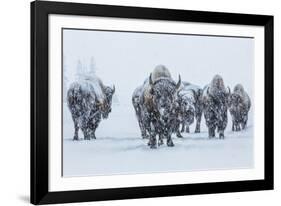 Bison in Yellowstonre National Park-Art Wolfe-Framed Photographic Print