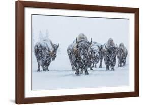 Bison in Yellowstonre National Park-Art Wolfe-Framed Photographic Print