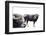 Bison Latifrons-null-Framed Photographic Print