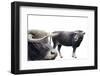 Bison Latifrons-null-Framed Photographic Print