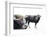 Bison Latifrons-null-Framed Photographic Print