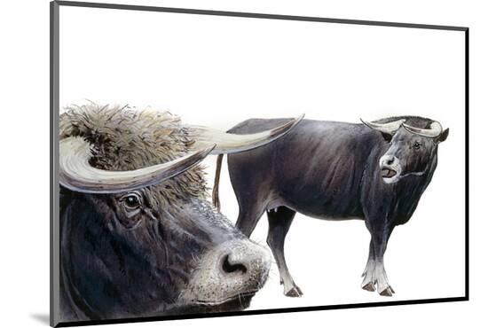 Photographic Print, , large