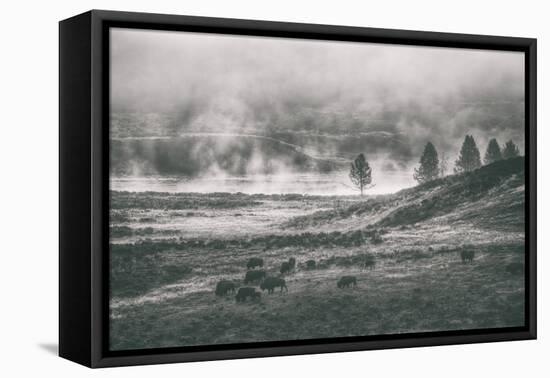 Bison Mist Landscape, Hayden Valley Yellowstone-Vincent James-Framed Stretched Canvas