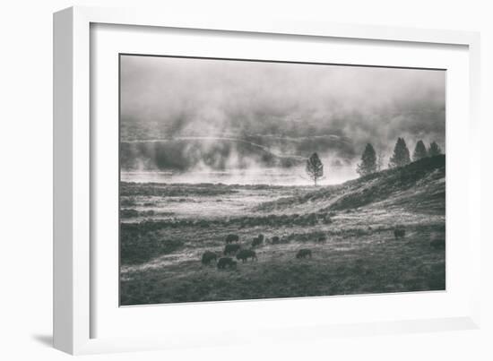 Bison Mist Landscape, Hayden Valley Yellowstone-Vincent James-Framed Photographic Print