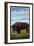 Bison, Montana-Lantern Press-Framed Art Print