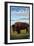 Bison, Montana-Lantern Press-Framed Art Print