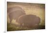 Bison Morning Mist Yellowstone-Steve Gadomski-Framed Photographic Print