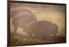 Bison Morning Mist Yellowstone-Steve Gadomski-Framed Photographic Print