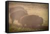 Bison Morning Mist Yellowstone-Steve Gadomski-Framed Stretched Canvas