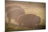 Bison Morning Mist Yellowstone-Steve Gadomski-Mounted Photographic Print