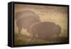 Bison Morning Mist Yellowstone-Steve Gadomski-Framed Stretched Canvas